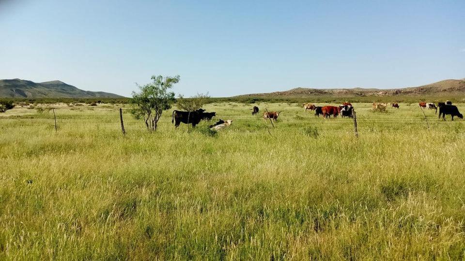 Camping At Desert Gardens Oasis In Lobo, Tx Van Horn Εξωτερικό φωτογραφία