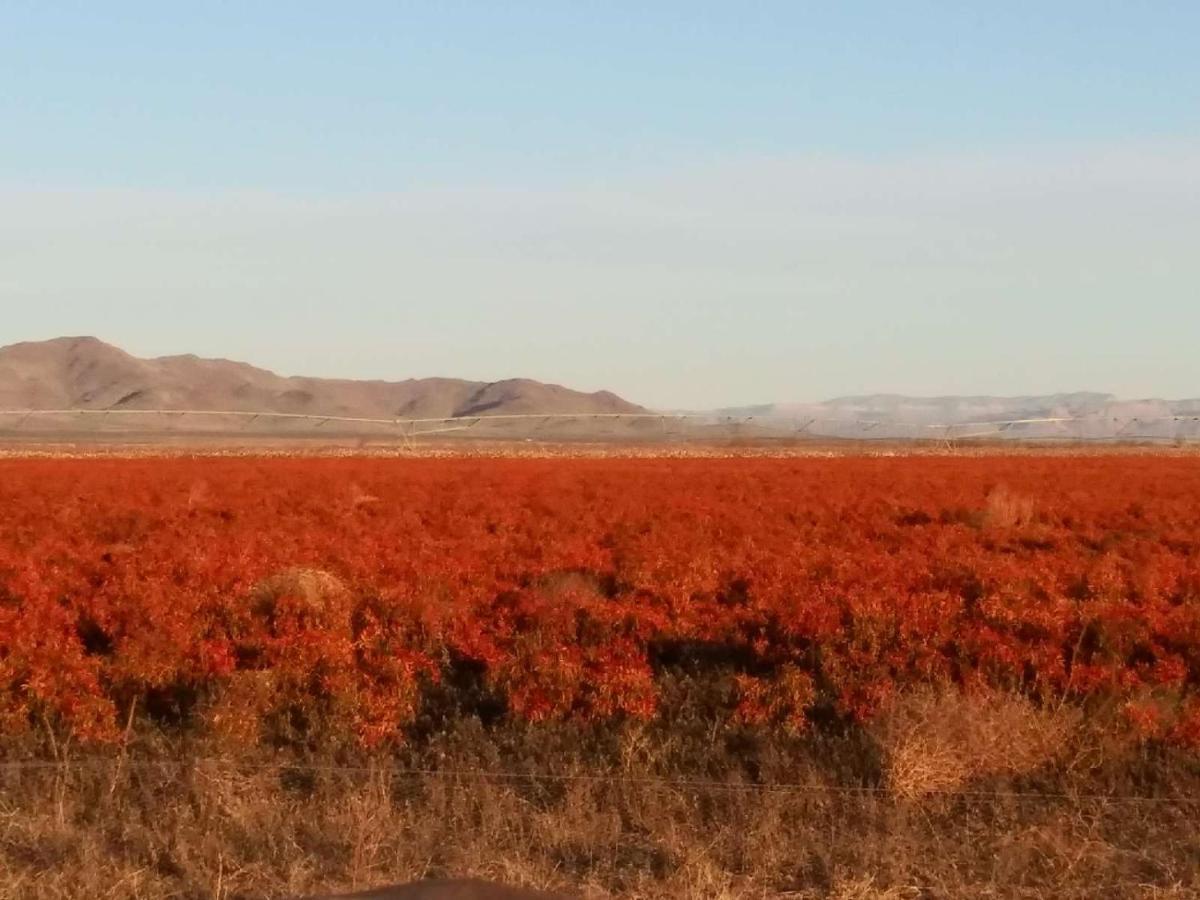 Camping At Desert Gardens Oasis In Lobo, Tx Van Horn Εξωτερικό φωτογραφία