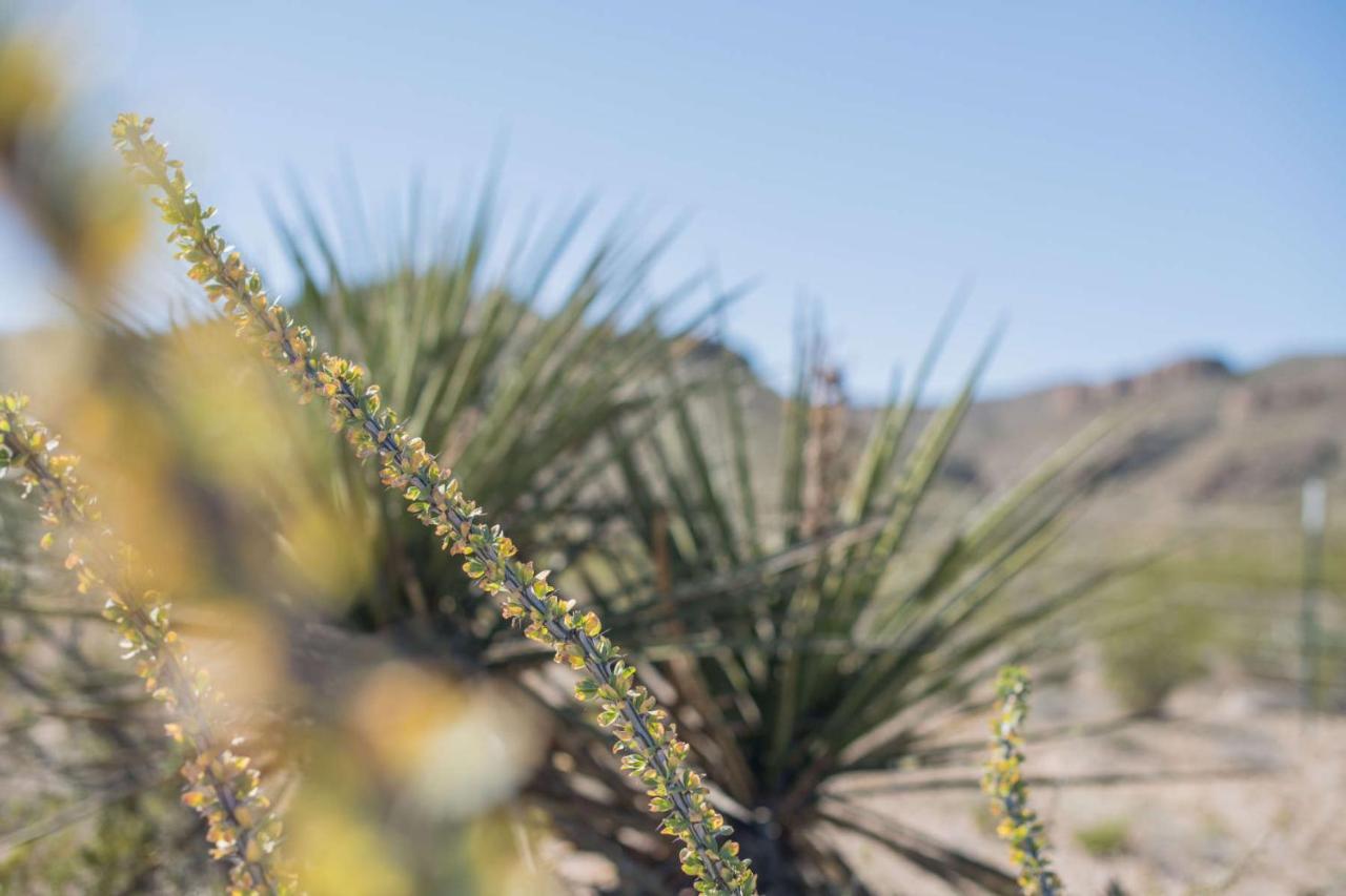 Camping At Desert Gardens Oasis In Lobo, Tx Van Horn Εξωτερικό φωτογραφία