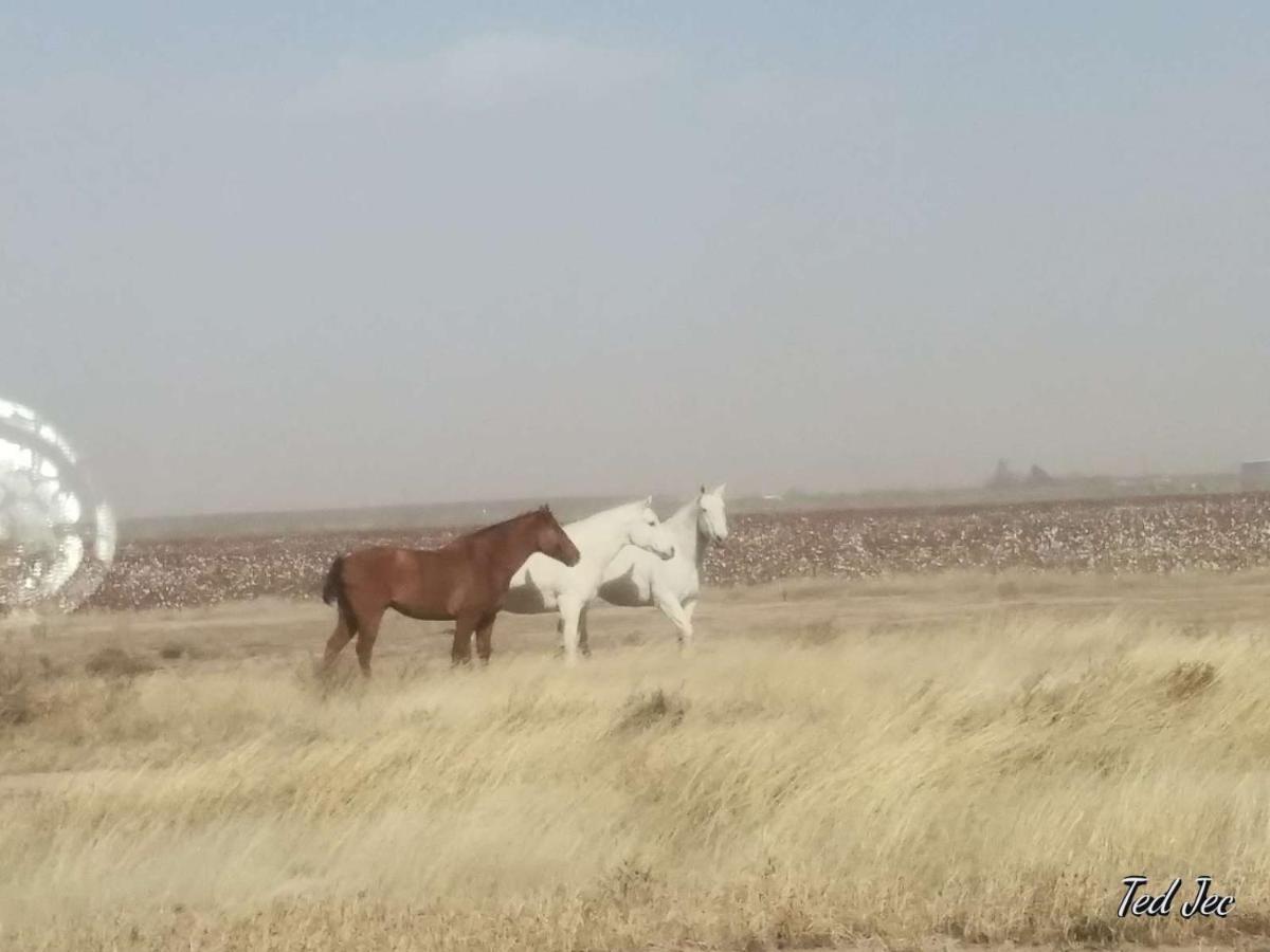 Camping At Desert Gardens Oasis In Lobo, Tx Van Horn Εξωτερικό φωτογραφία