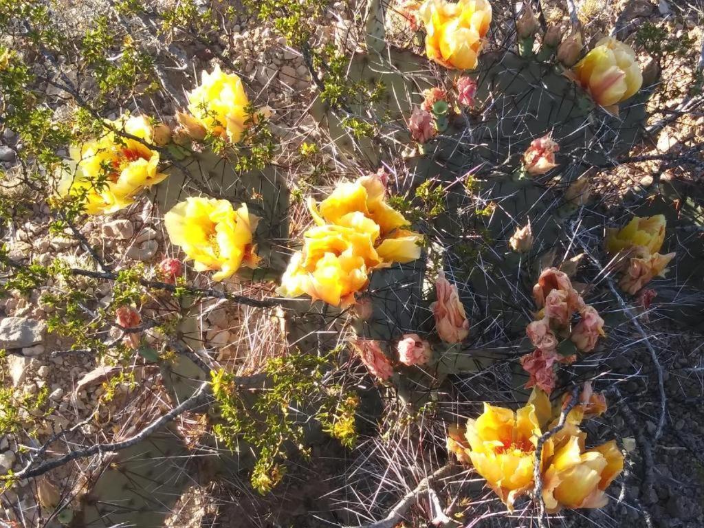 Camping At Desert Gardens Oasis In Lobo, Tx Van Horn Εξωτερικό φωτογραφία