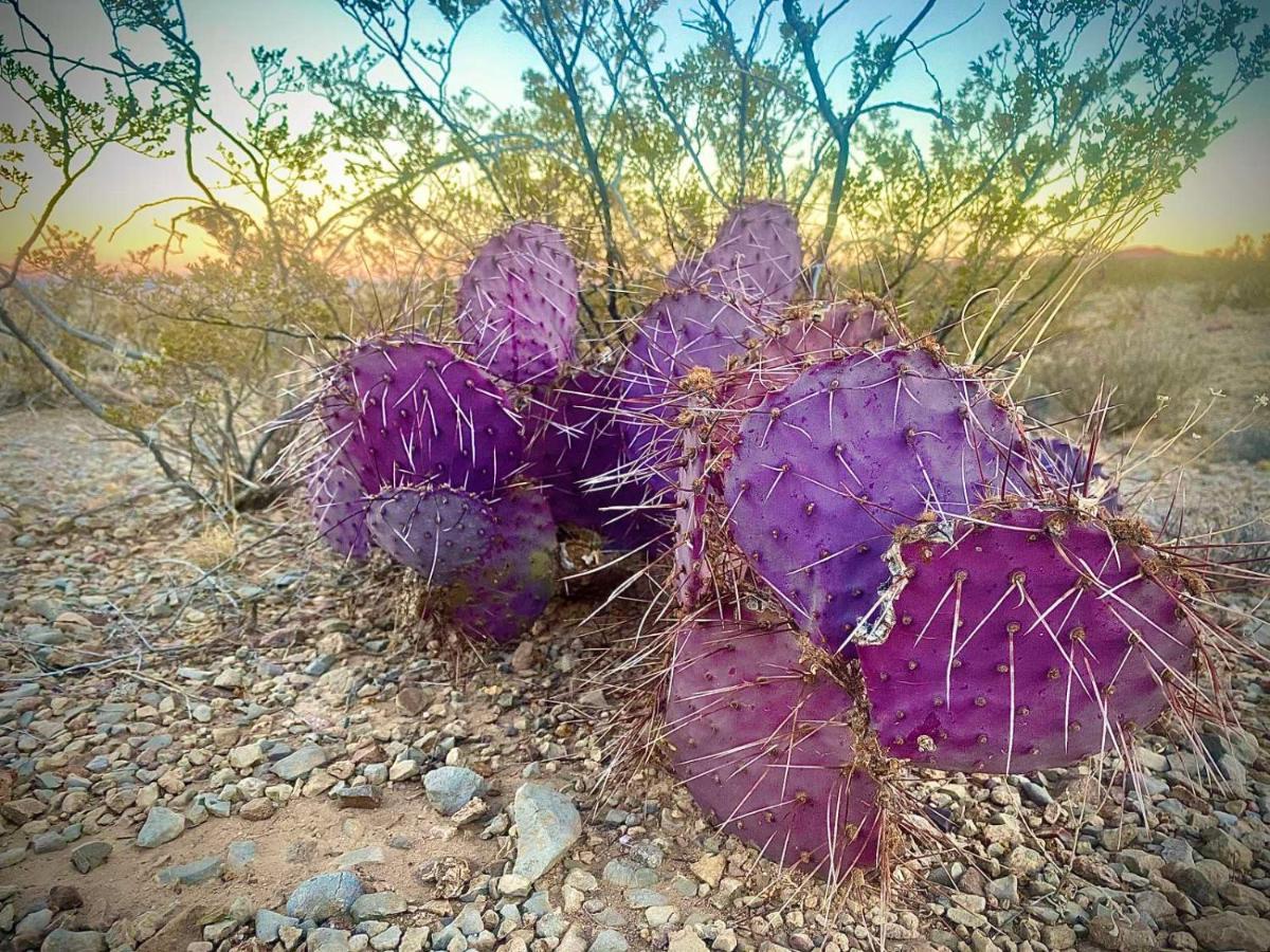 Camping At Desert Gardens Oasis In Lobo, Tx Van Horn Εξωτερικό φωτογραφία